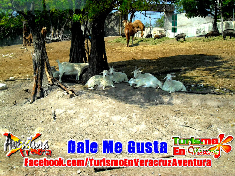 Viaje a Africam Safari Saliendo De Veracruz y Xalapa