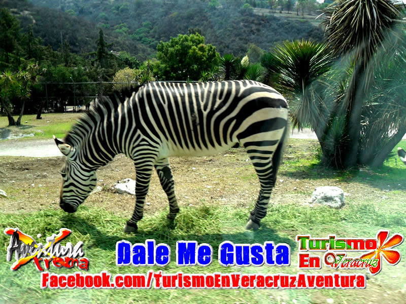 Expedici�n a Africam Safari Saliendo De Veracruz y Xalapa