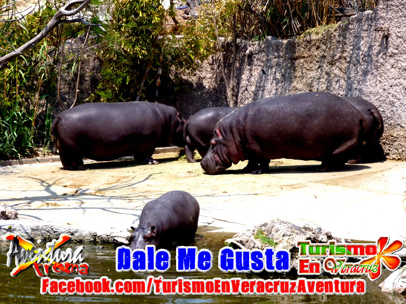 Expedici�n a Africam Safari Saliendo De Veracruz y Xalapa