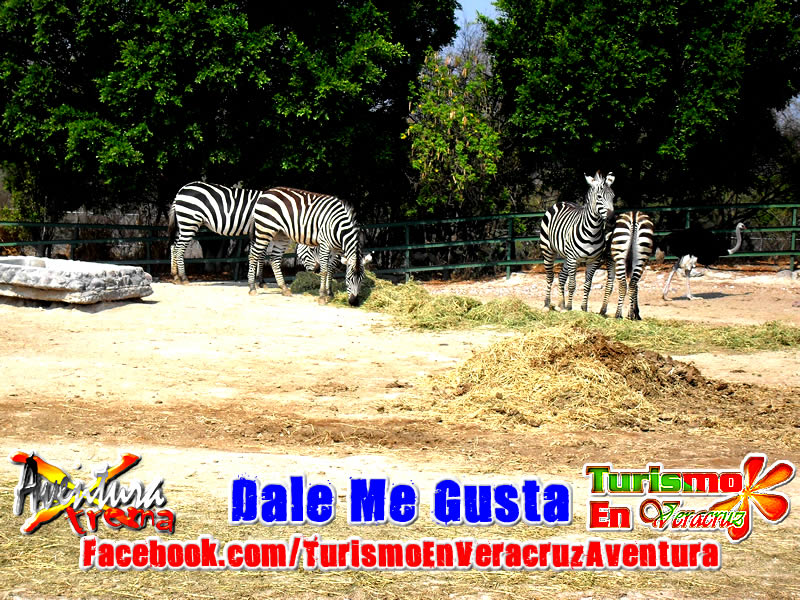 Tour a Africam Safari Saliendo De Veracruz y Xalapa