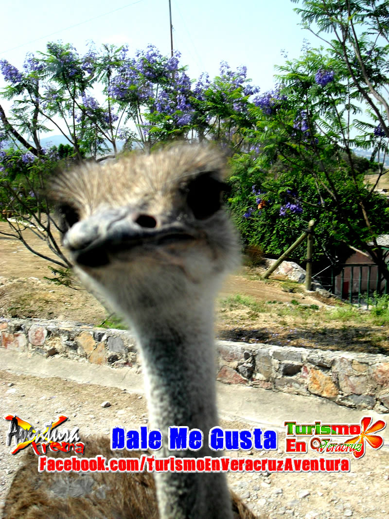 Viaje a Africam Safari Saliendo De Veracruz y Xalapa