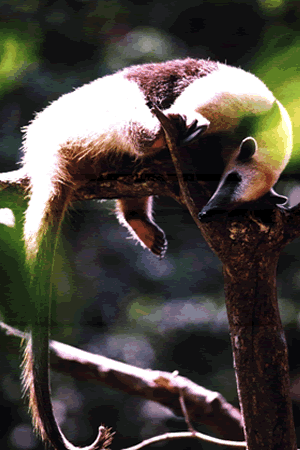 Reserva Ecologica De Nanciyaga Caba�as Catemaco Veracruz
